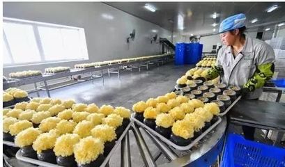 訪企業、解難題、促“六穩”——尤溪 深入項目一線為企精準把脈，力促商貿繁榮發展